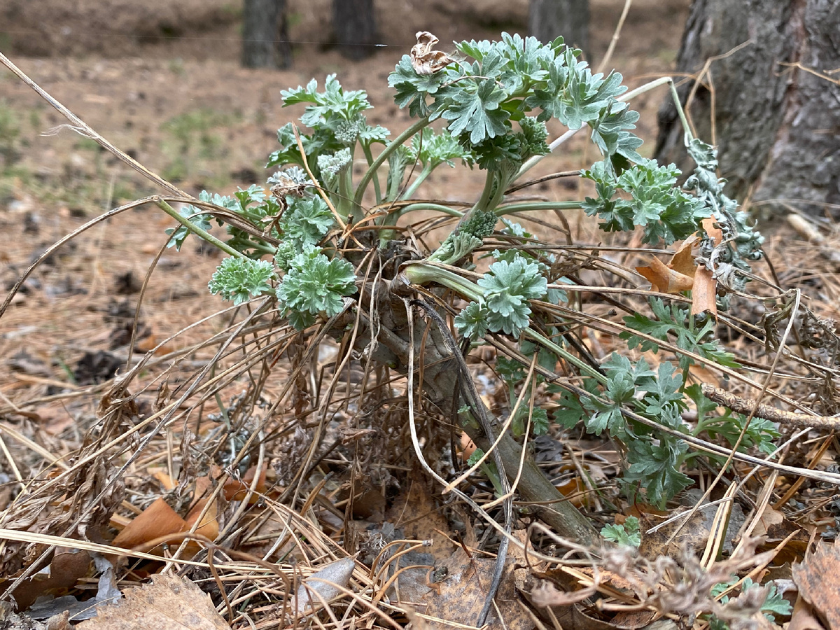 Полынь горькая (Artemisia absinthium): фактически ямадори 🌿