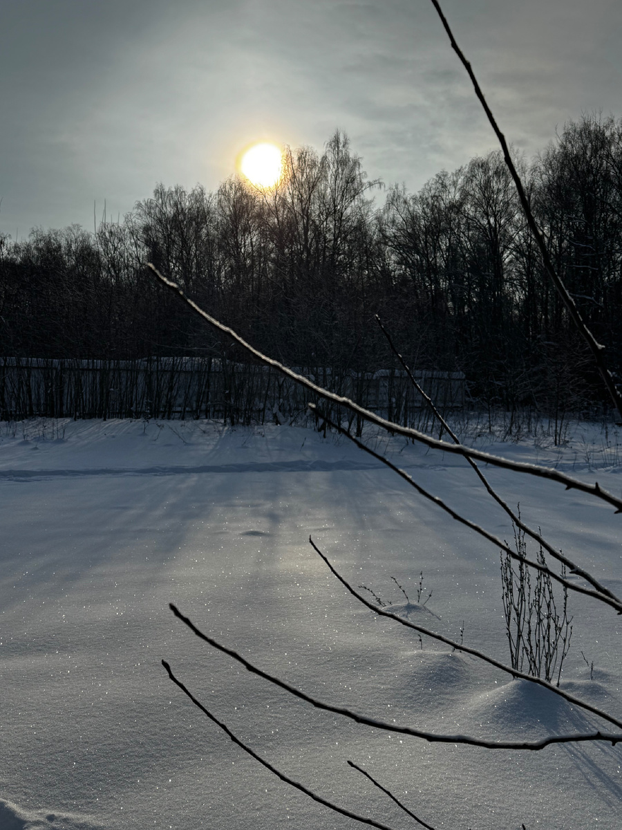 Лес около приюта, в котором мы гуляем