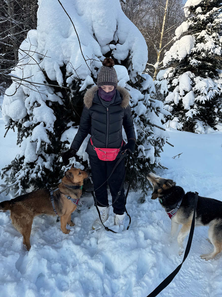 Наши собаки: слева Тайя, справа Найт