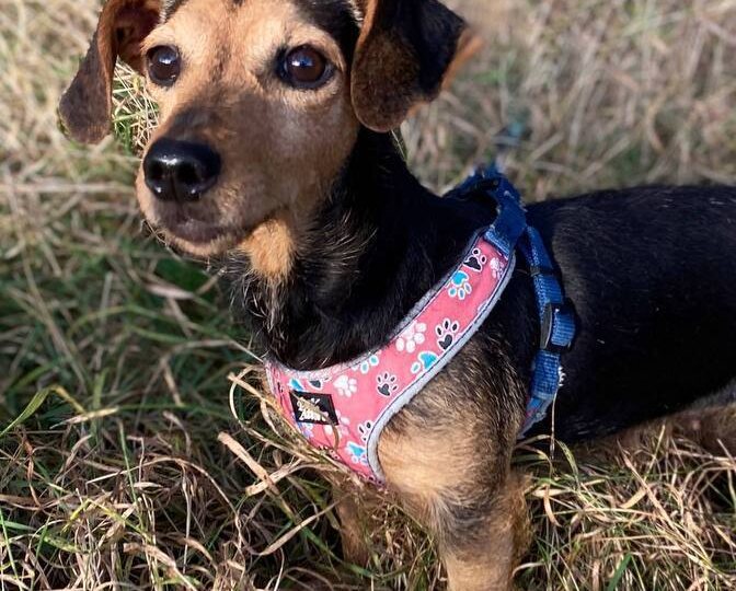 Тик-так, тик-так… ⏰ Слышите? Это тикают мои собачьи часики, а значит, где-то там тикают и часики моего будущего счастья! Меня зовут Терри, и