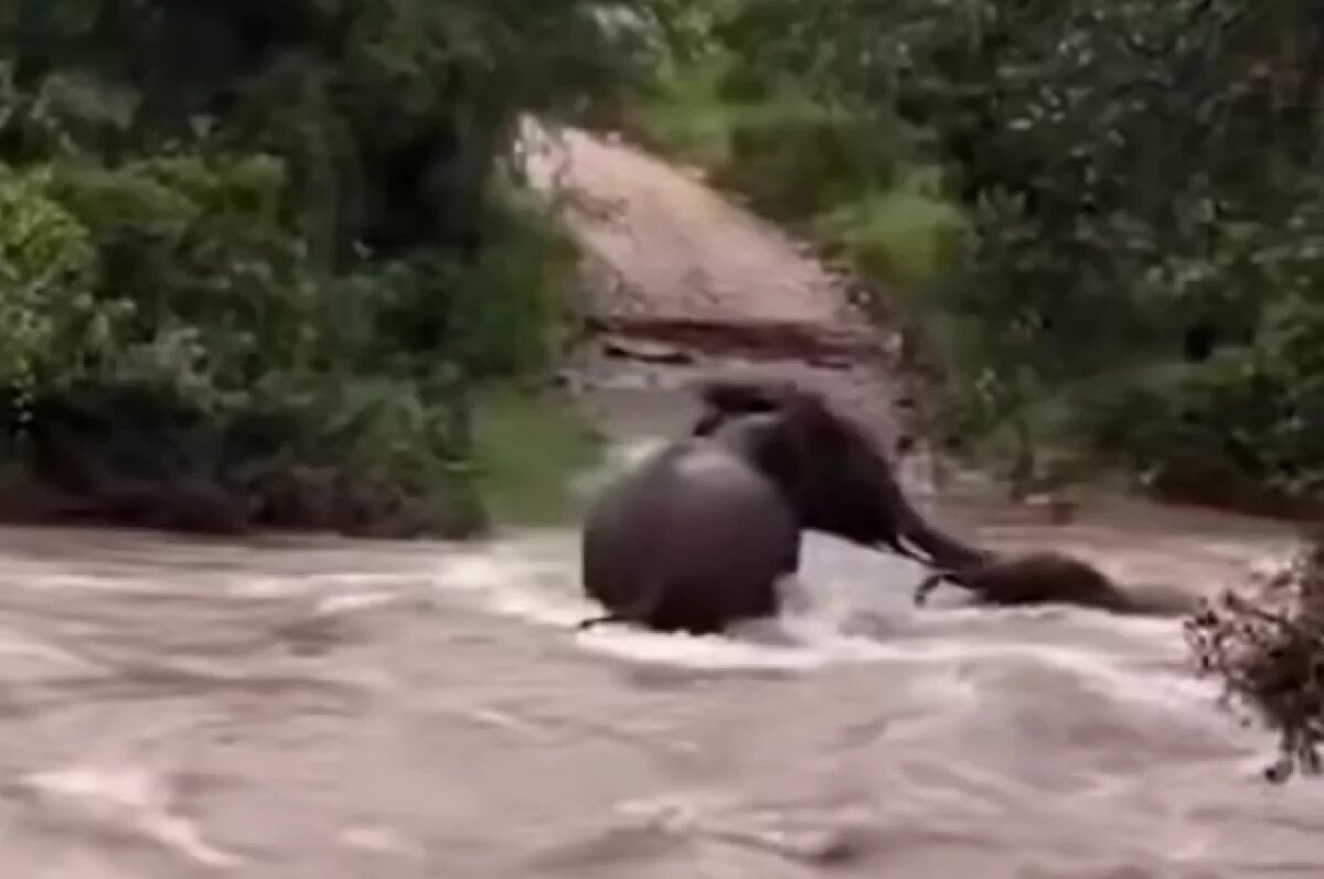   В сети появилось видео, как слониха спасает детеныша при наводнении в ЮАР