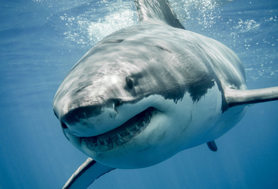    Shutterstock/FOTODOM