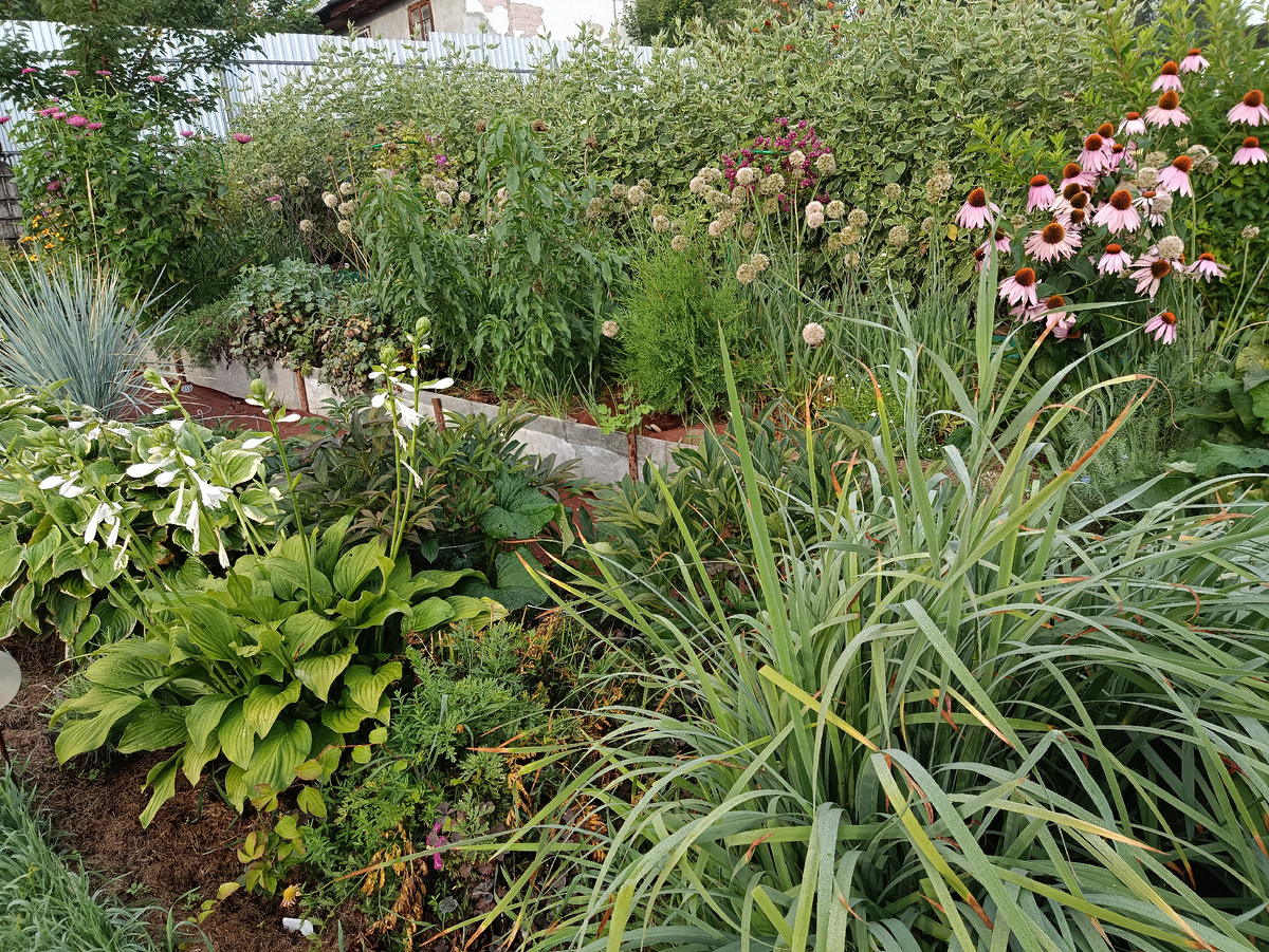 В результате вся клумба превратилась в хаус. Чего только на ней нет.