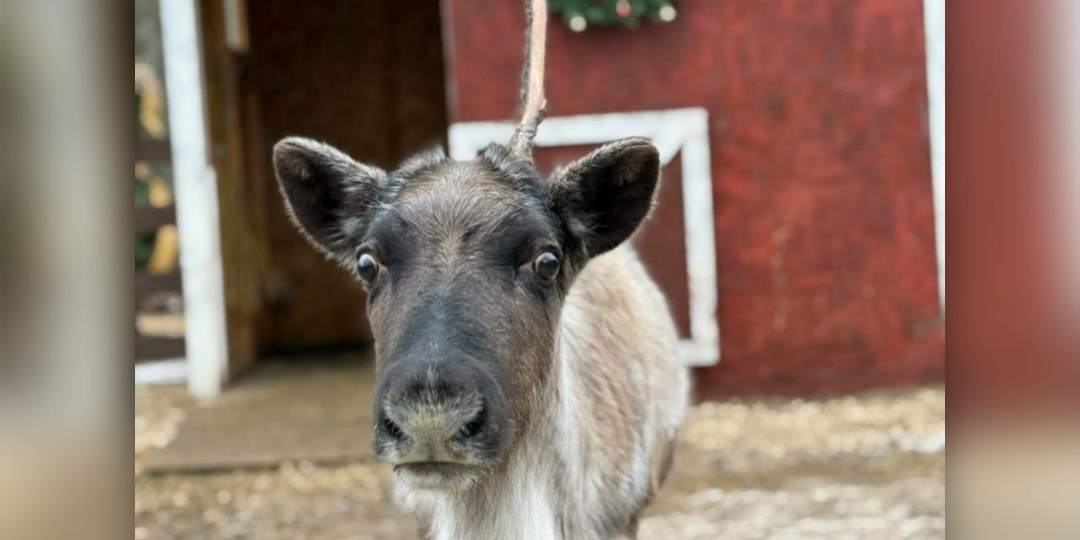 Северный олень превратился в единорога в Липецке