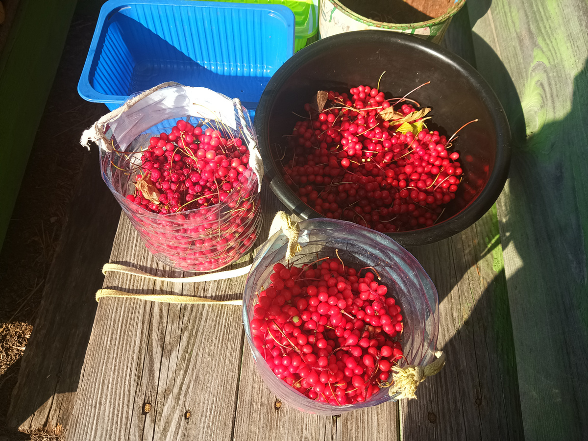 В 2025 г. сбор начали после 15 сентября