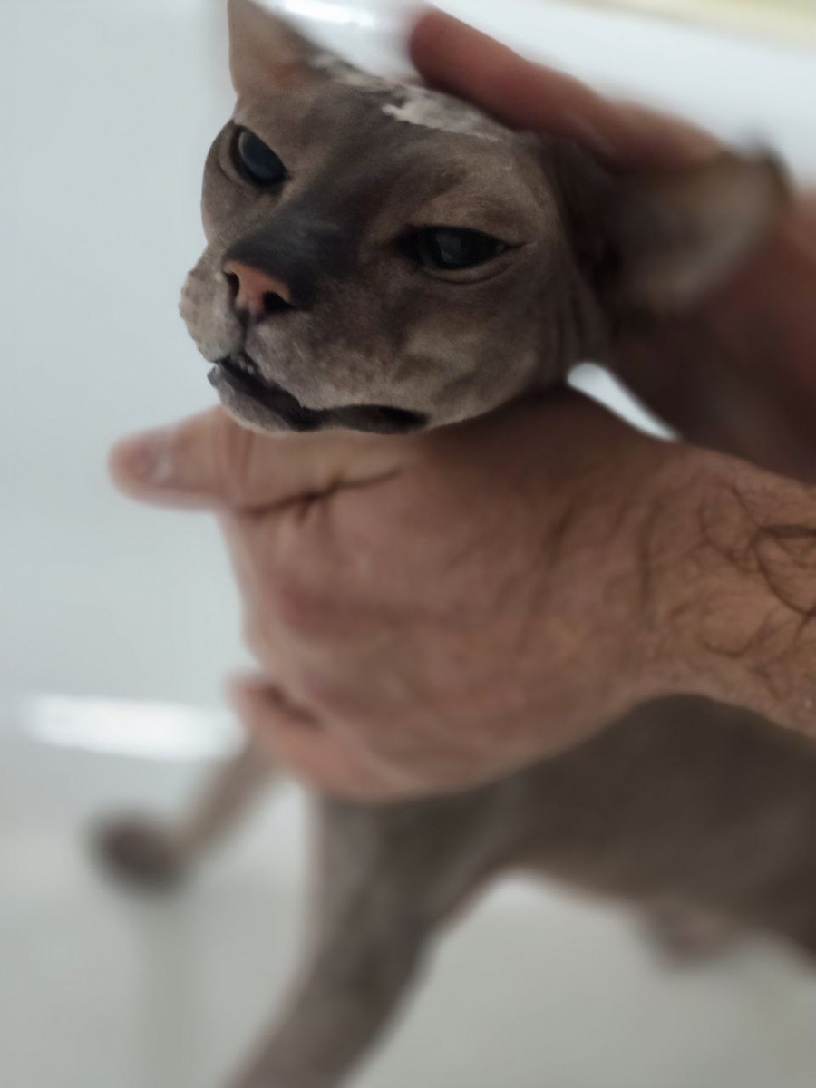 Интересно, у лысых есть понятие "помыл голову"...?)