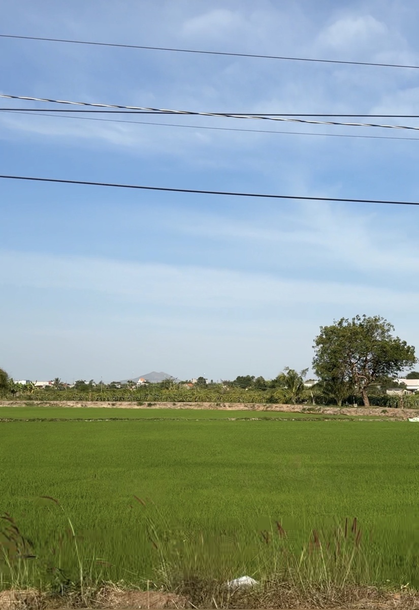 Рисовые поля