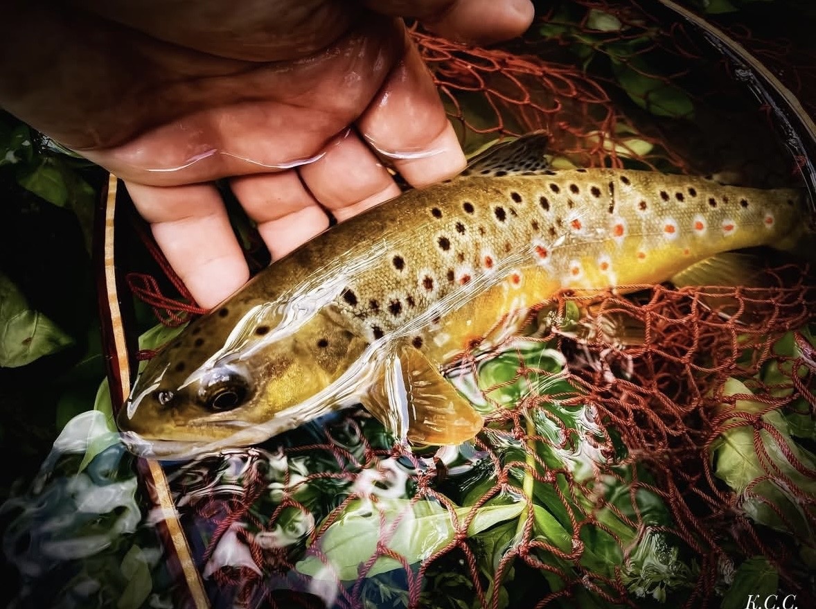 Пеструшка, ручьевая форель, фото автора