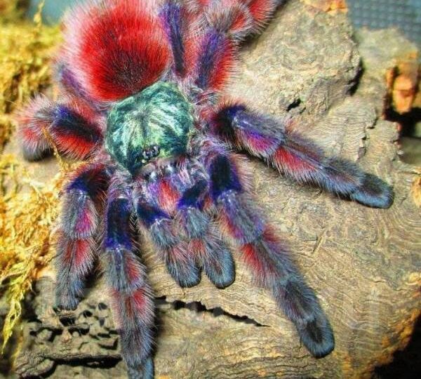 О характере пауков и половом созревании, или внезапные перемены