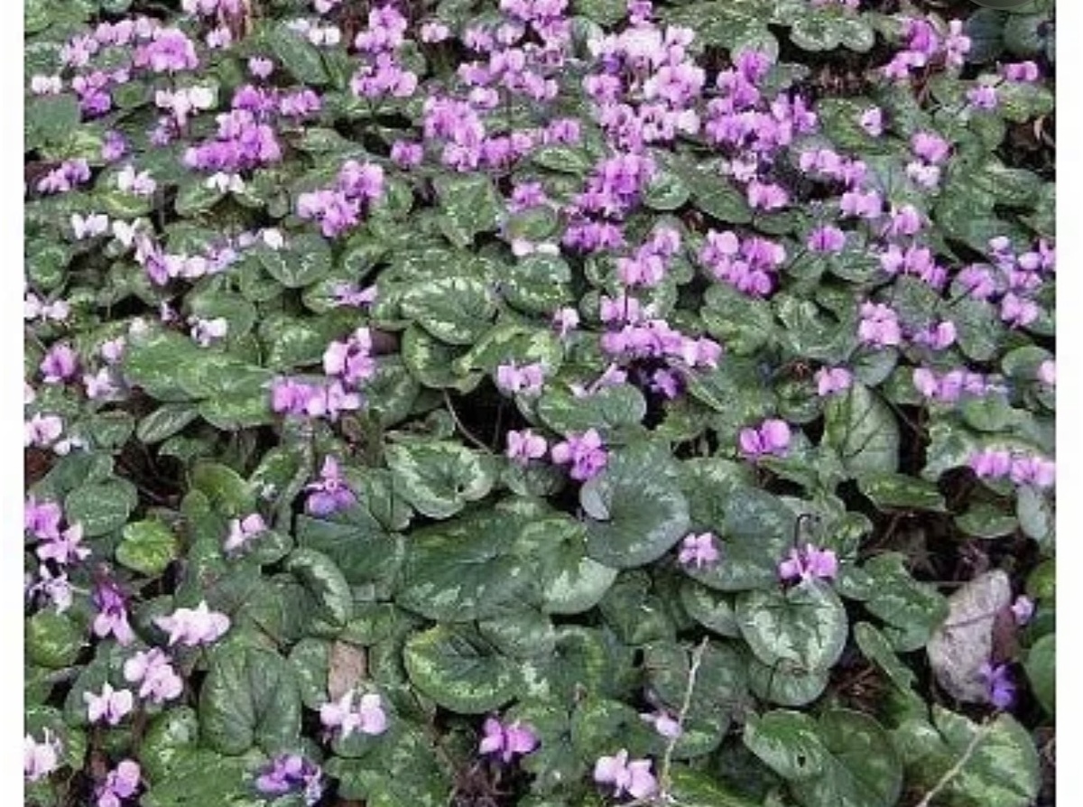 Фото из интернета