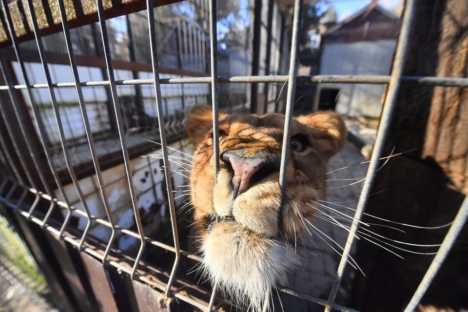    Жильцы гостиницы обеспокоились: чем кормят и как согревают животное. Иван МАКЕЕВ