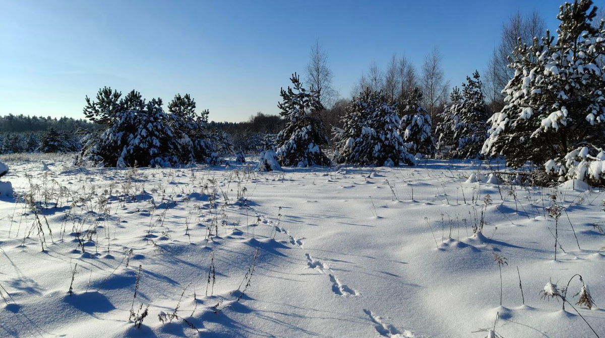 В лесу теплее в -30