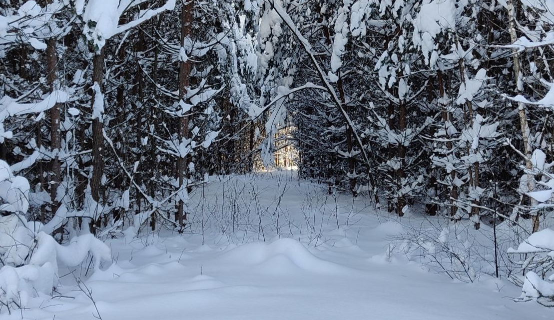 Морозный лес