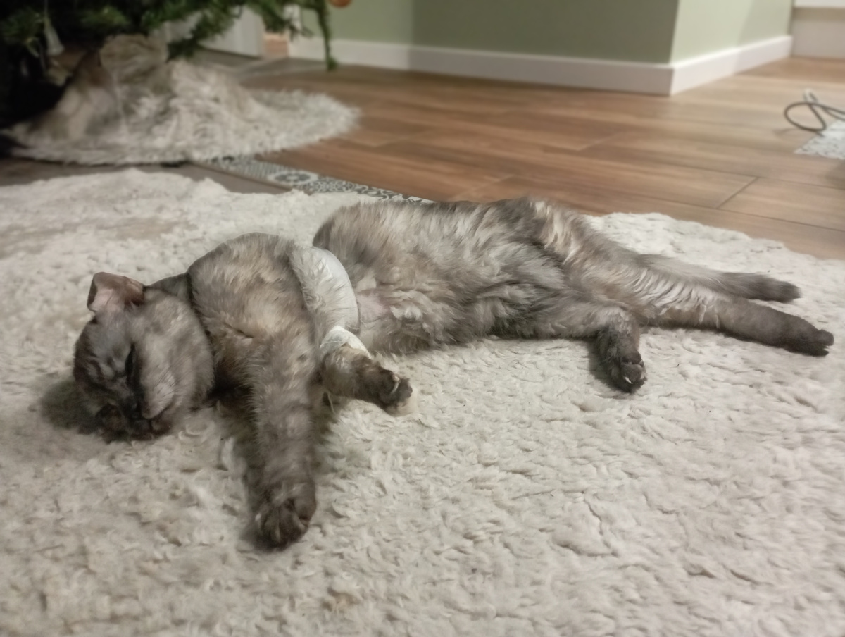 Она даже умудряется в лоток ходить, вот воспитание какое) 