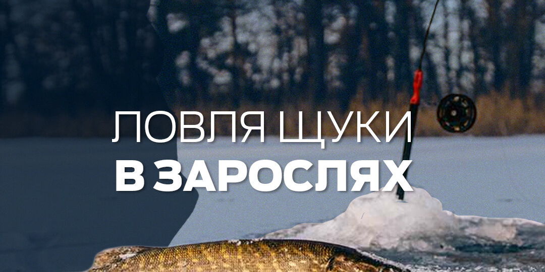 Как зимой ловить щуку в зарослях