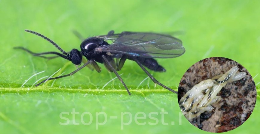 Сциариды (земляные мошки, почвенные комарики), фото сайта https://stop-pest.ru