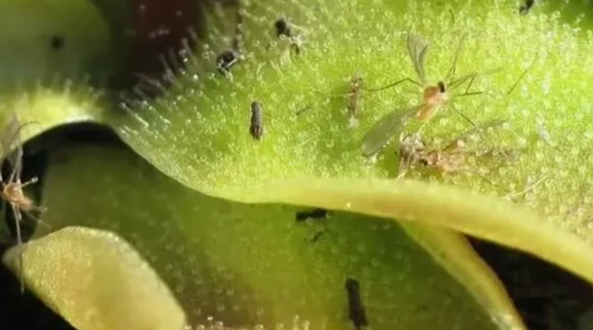 Мелкие ЧЁРНЫЕ МУШКИ на комнатных цветах и рассаде: в чём РИСК и как ИЗБАВИТЬСЯ