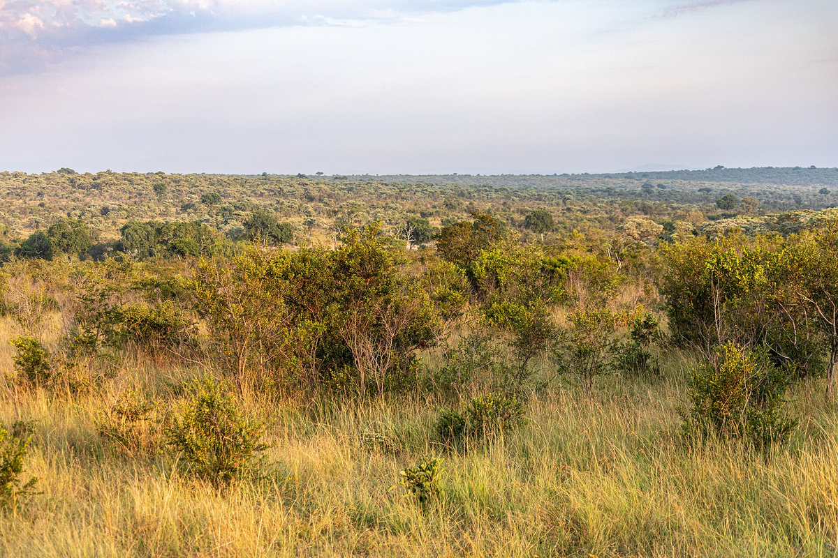 На просторах Южной Африки. (Автор фото Dietmar Rabich, CC BY-SA 4.0)
