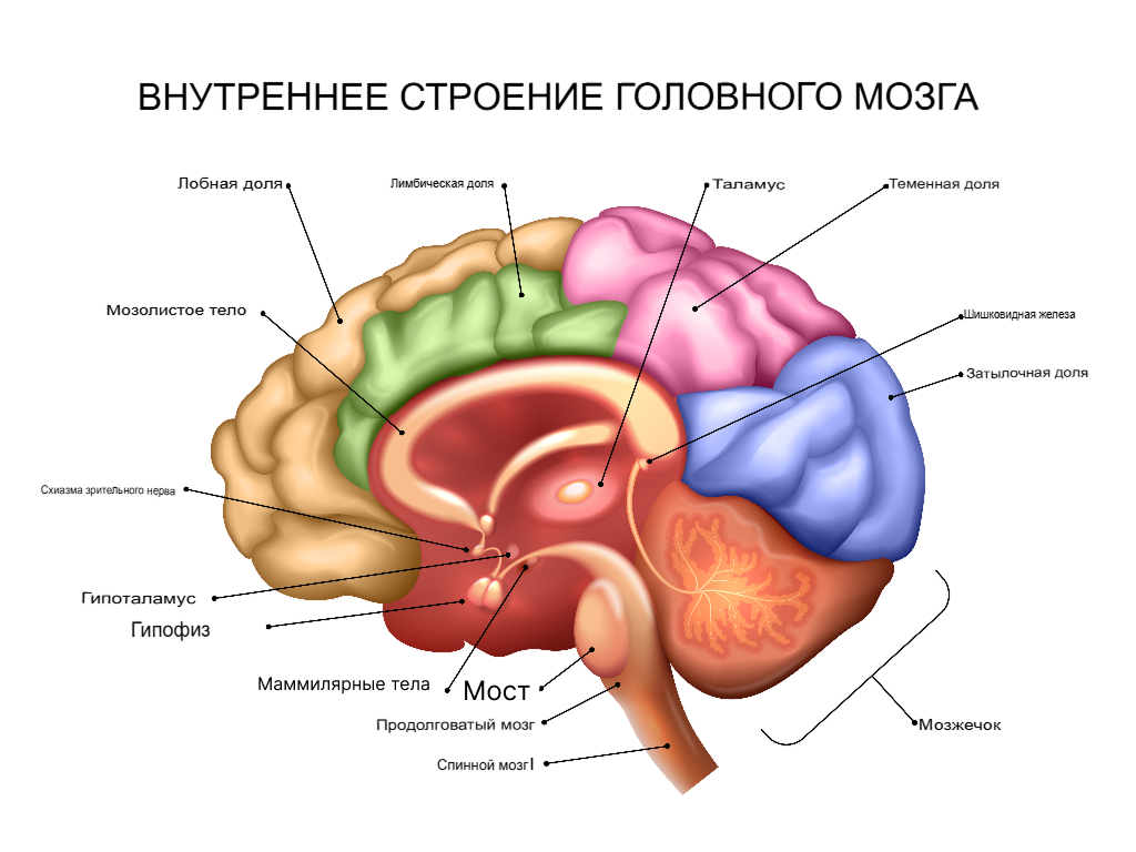    Мозг делится не только на два полушария, но и на доли. Оказывается, наши воспоминания находятся в конкретном месте!Freepik