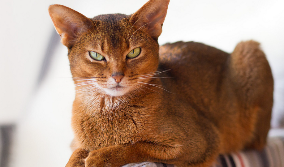Почему кошка не всегда встречает у двери — и что это значит