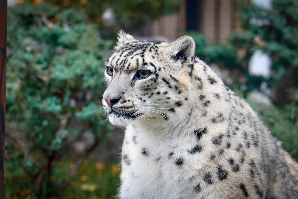 Красотка Дайна из Московского зоопарка (c) Московский зоопарк. 