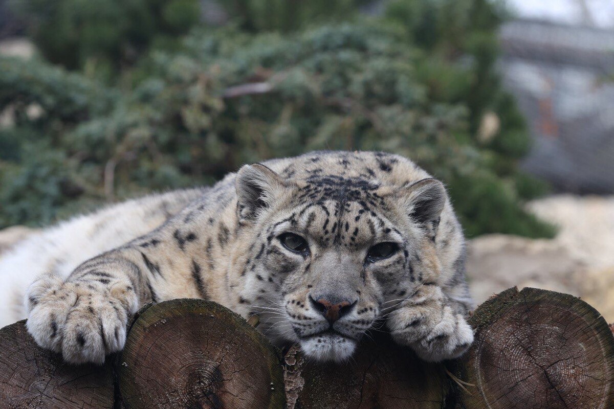 Самка Дайна занимается любимым кошачьим делом - дремлет. (c) Московский зоопарк. 