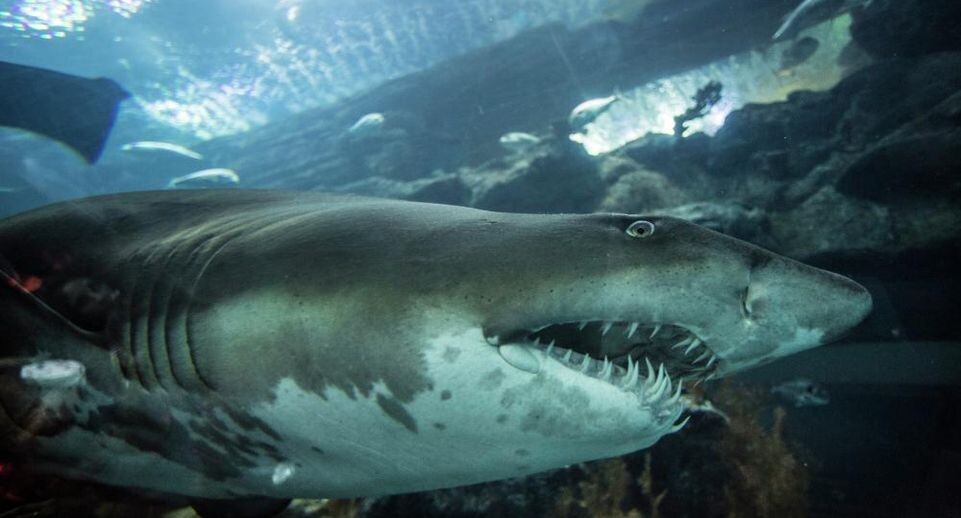    РИА «Новости»