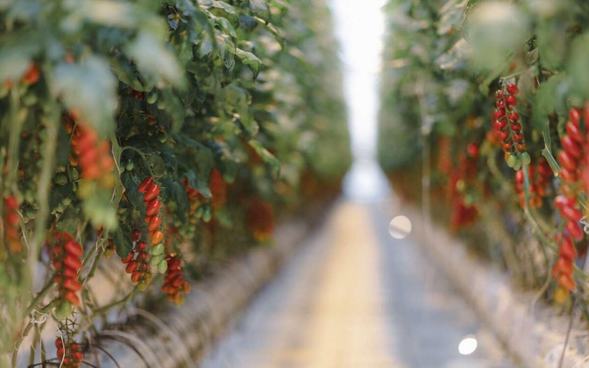    Проверка ФАС производителей овощей затронула воронежскую «ЭКО-культуру» Пресс-служба компании