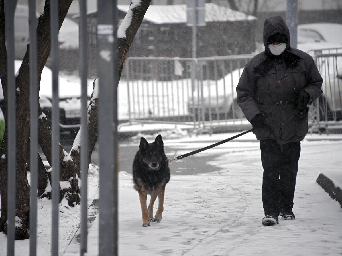    Выгул собак в Москве | © РИА Новости / Илья Питалев