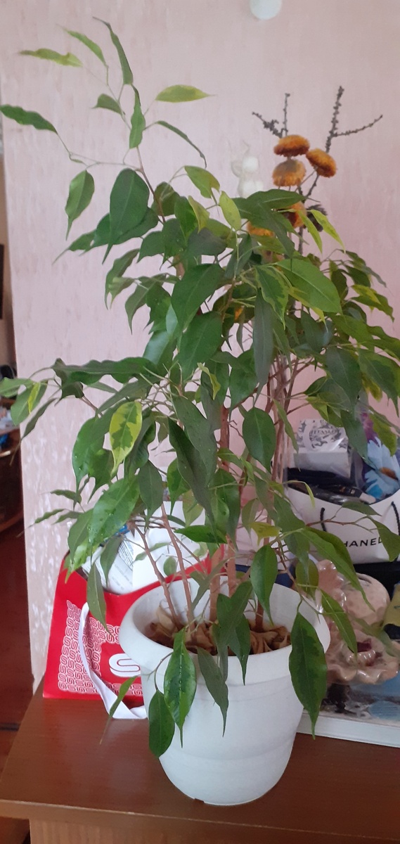 МОЙ ФИКУС, ПРИБЫВШИЙ ЭТОЙ ОСЕНЬЮ.