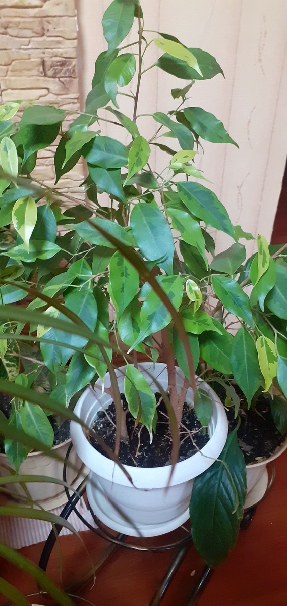 ПЕРВЫЙ ПРИЮТ ФИКУСА