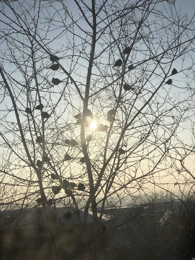 Вороббьи греются на солнце)