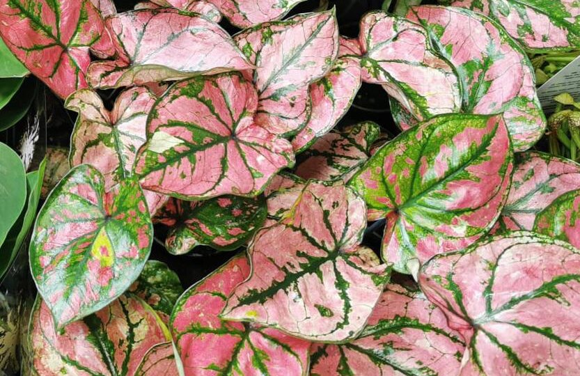 Топ-10 влаголюбивых комнатных растений для уюта и свежести в вашем доме