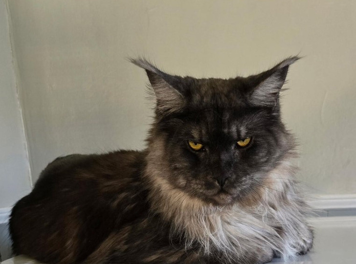 20 хвостатых наглецов, ведущих себя как полноправные хозяева