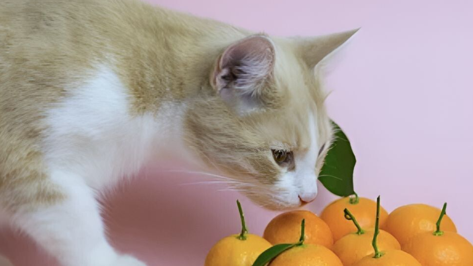 Как запахи в доме влияют на настроение кошки