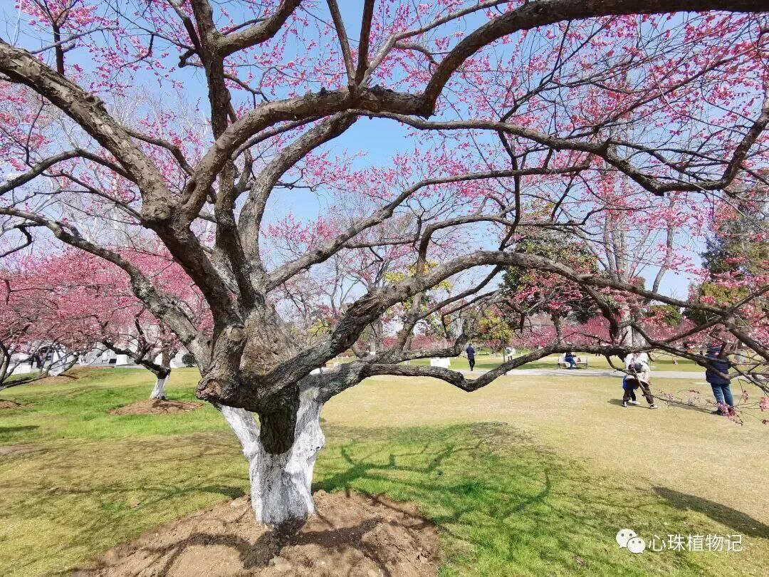 КНР, Нанкин. Источник: WeChat.