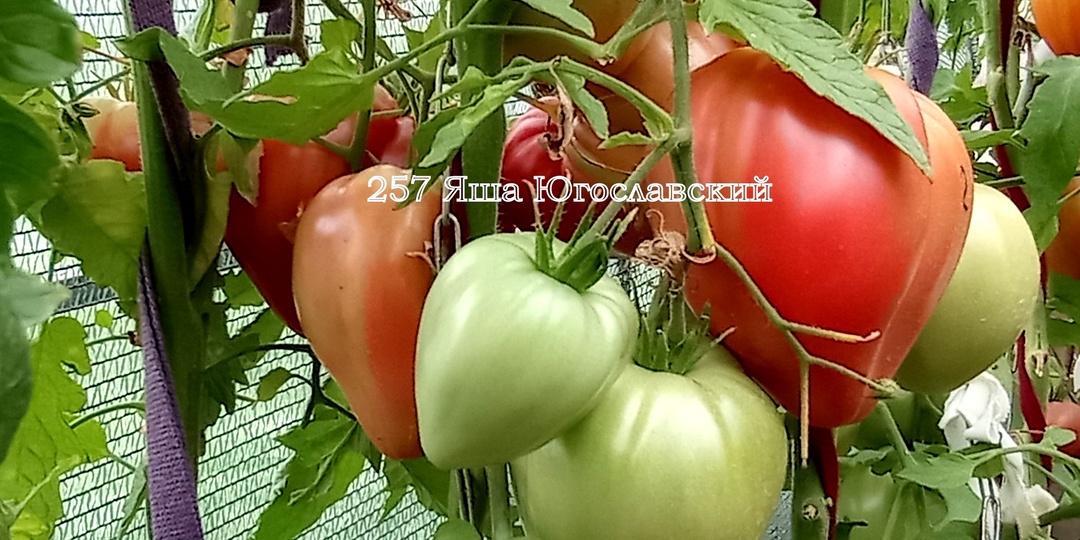 Подберите мне самые вкусные и урожайные