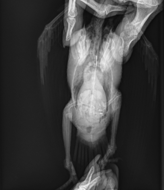 Первый рентген. Ну, вы поняли.