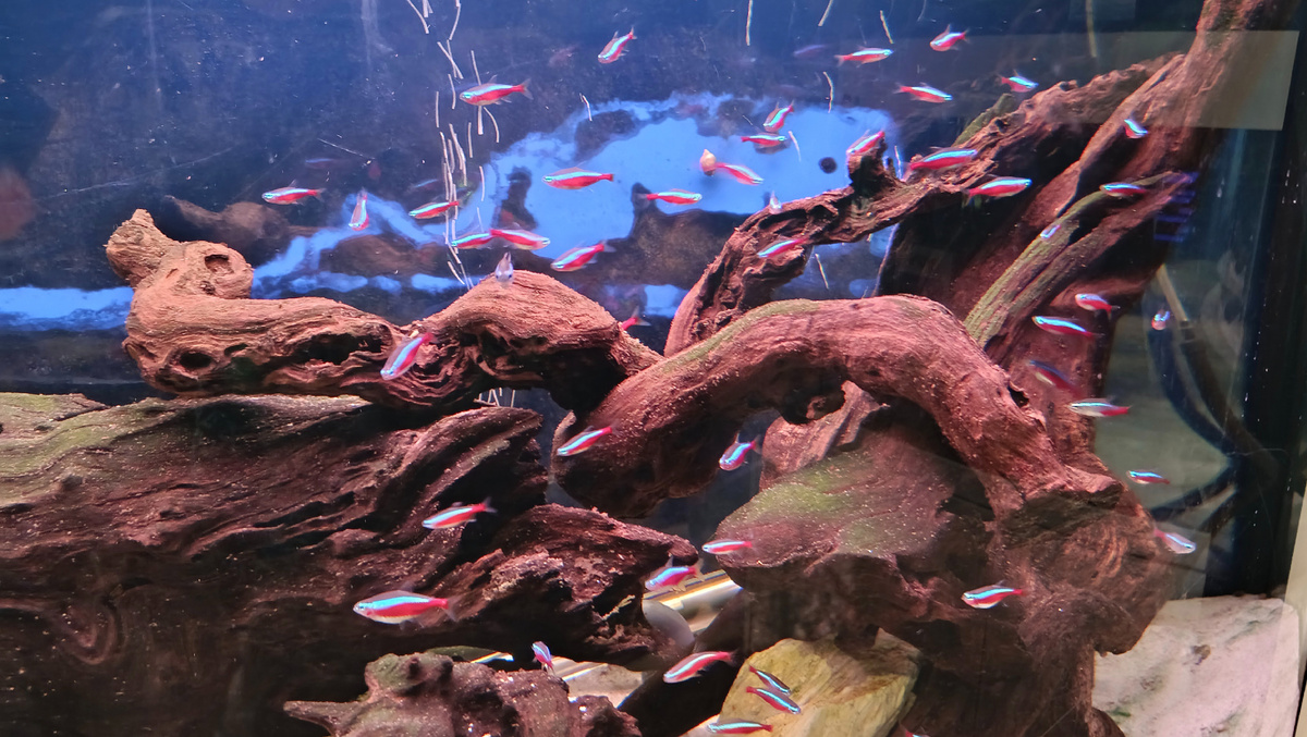 Неоны в биотопе