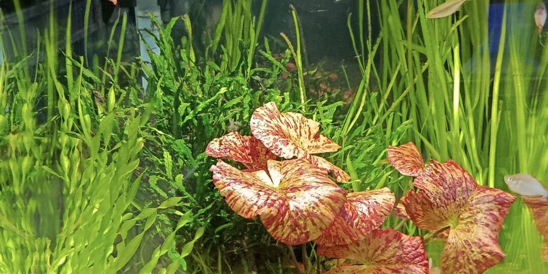 Зашел за кормом, залип на час. Или что в этих аквамагазинах такого? (Много фото)