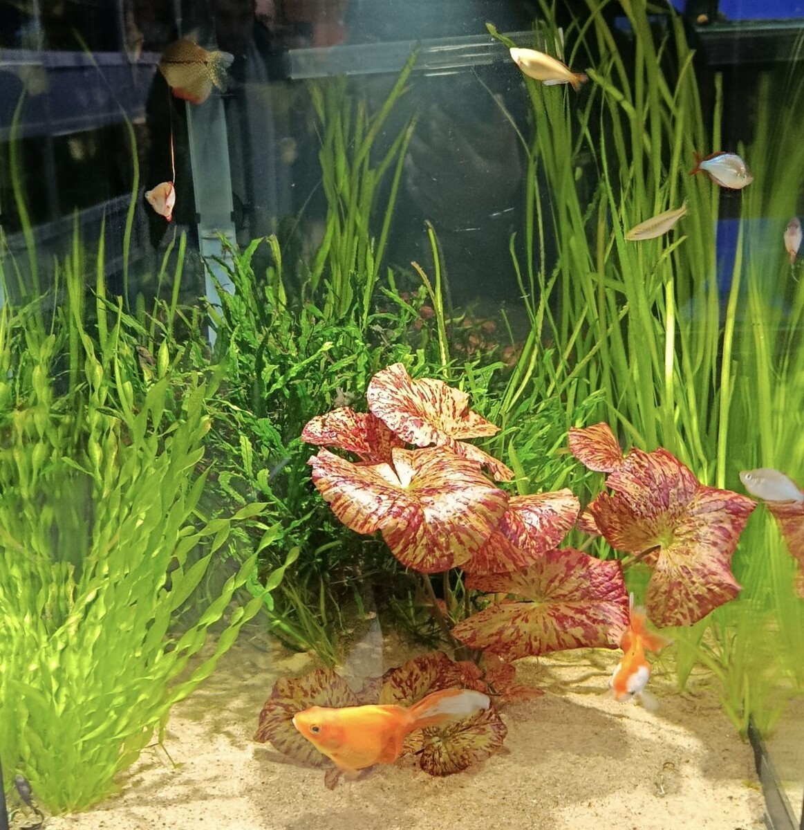 Нимфея, папоротник и валлиснерия. Просто, но красиво. 