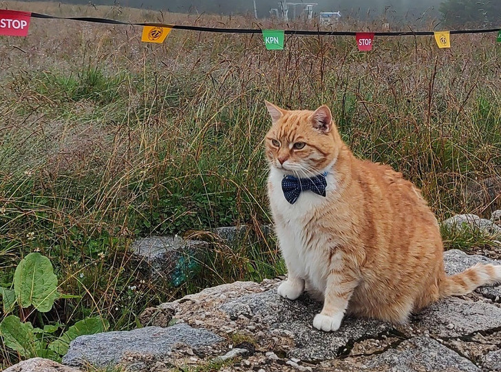 16 хвостатых, которые покоряют одним взглядом