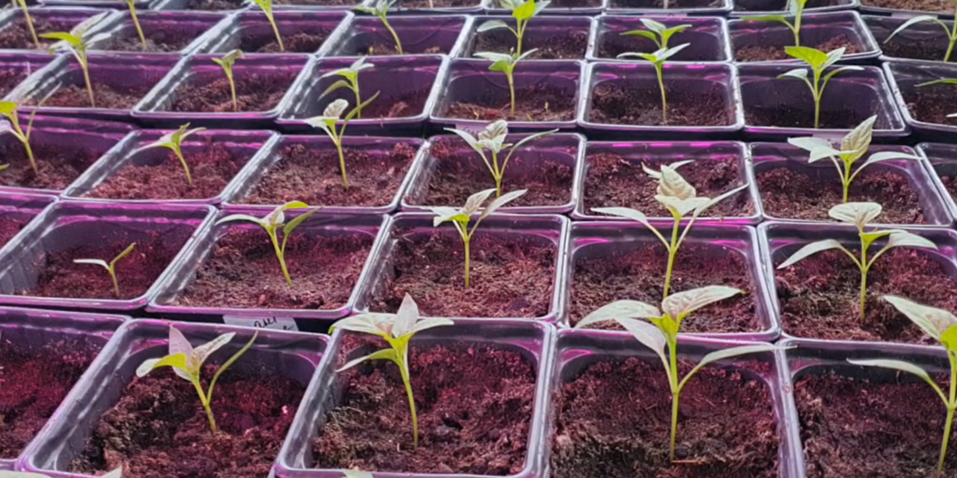 Перед посадкой рассады перца обязательно прочитайте - это важно знать