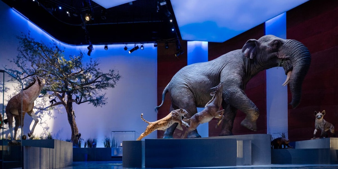 Палеонтологические музеи мира: Абу-Даби