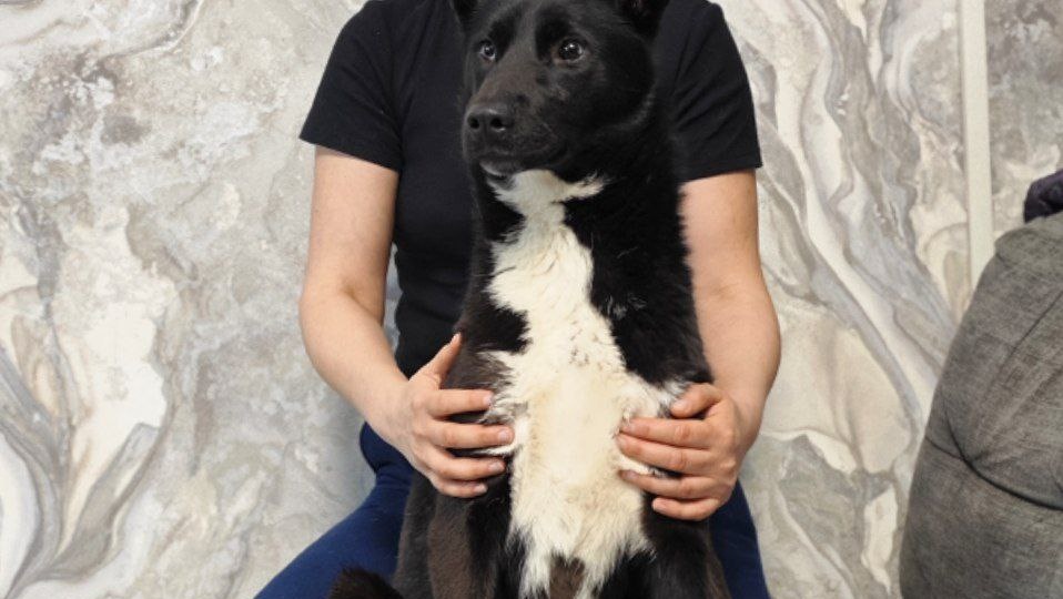 Ищет дом Дори, ~8 месяцев, стерилизована