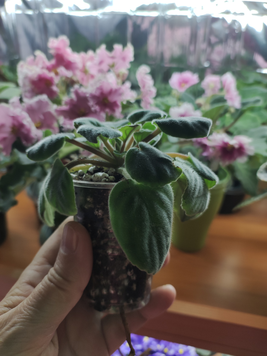 Сорт  DS - Лавандовая сказка.