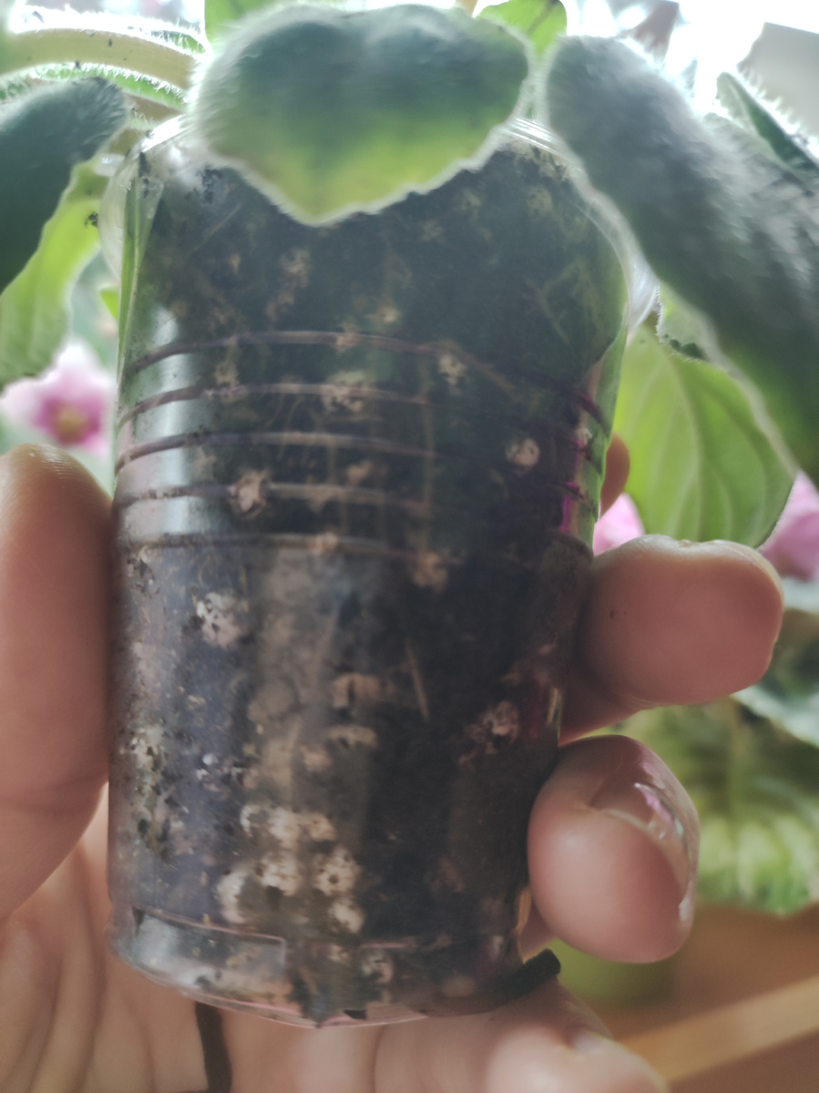 Корни у этой фиалки.