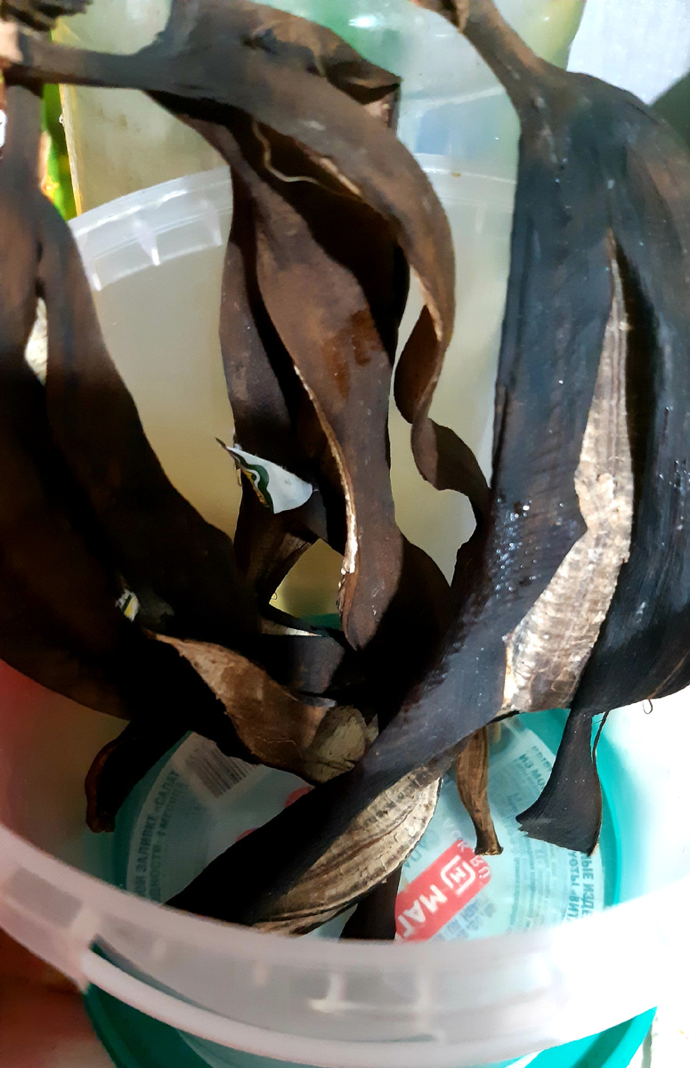 Банановая кожура -это кладезь для рассады🌟