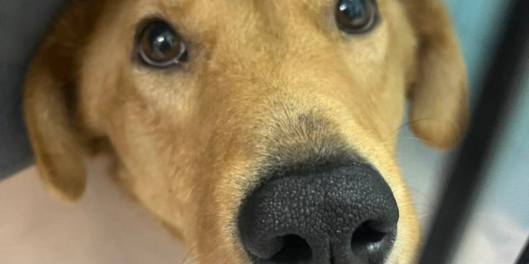 Тасю можно вылечить, но только с помощью добрых людей.