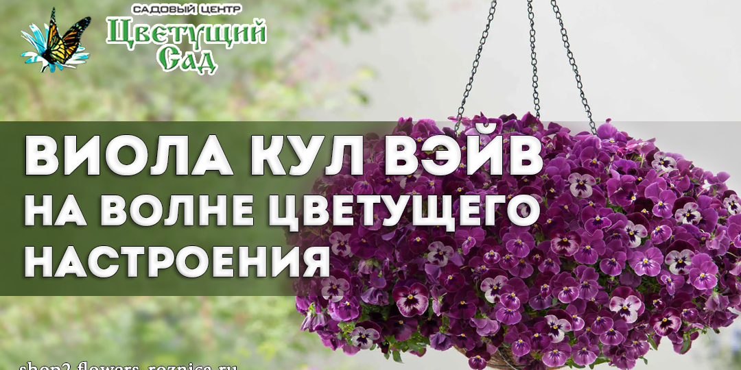 Виола Кул Вэйв — на волне цветущего настроения